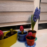 Jak zasadit hyacint květina v otevřené půdě a starat se o něj